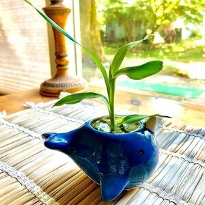 Narwhale Planter Pot 🐳 COME WITH FREE PLANT